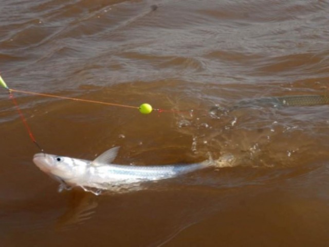 Veda de pesca de pejerrey: c�mo funcionar�n las lagunas locales